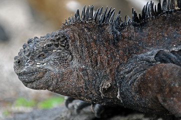 Galapagos old iguana