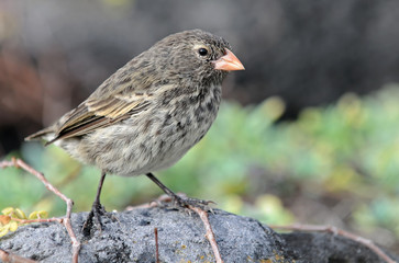 Little bird standing on the rock