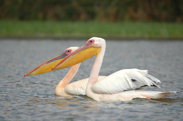 Great White Pelican (Pelecanus onocrotalus) in Naivasha lake.