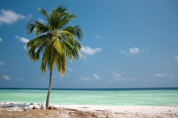 Fototapeta na wymiar Island Paradise - Palm tree