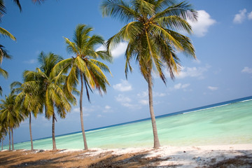 Naklejka na ściany i meble Island Paradise - Palm trees