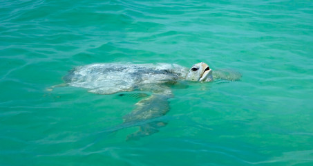 Fototapeta premium swimming turtle