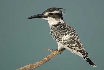Pied Kingfisher (Ceryle rudis) at Lake Maagan Michael.