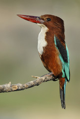 White breasted Kingfisher (Halcyon smyrnensis).
