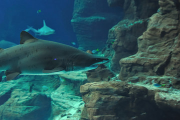 Obraz premium requin 3