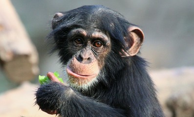 Petit chimpanzé