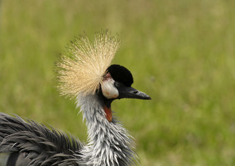 Black Crowned Crane in African national park