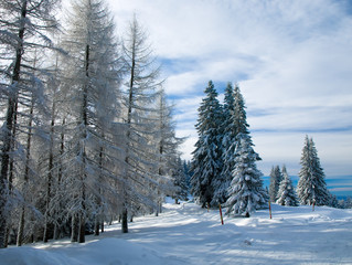 Winter landscape,Serbia