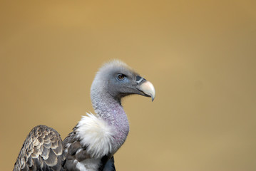 avvoltoio 3
