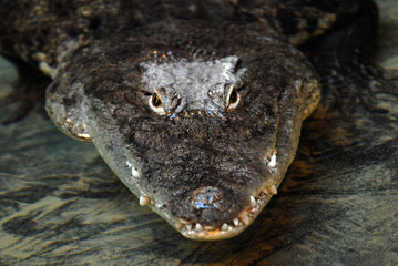 coccodrillo