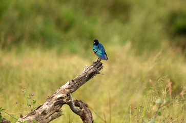 Bird in African national park