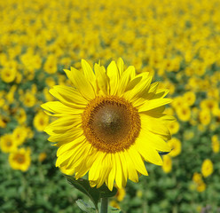 Fototapeta premium sunflower