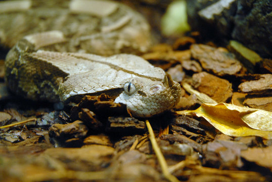 serpente 4