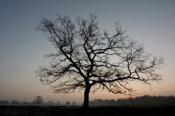 Fototapeta na wymiar Baum im Morgengrauen