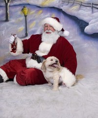 Santa's Puppy