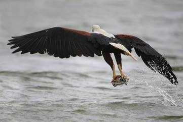 African fish eagle (Haliaeetus vociferoides) hunting in lake Naivasha, Kenya.