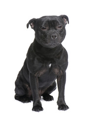 Staffordshire Bull Terrier ()