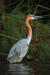 Goliath Heron (Ardea goliath) at lake Naivasha