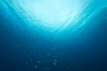 Obraz premium ocean,sun and fish