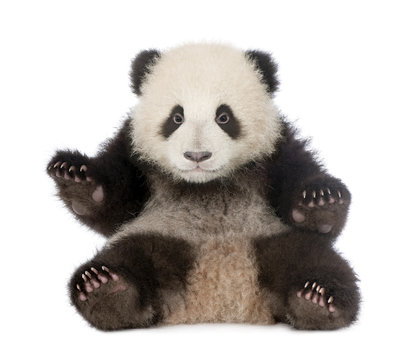 Fototapeta Giant Panda (6 months) - Ailuropoda melanoleuca