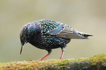 Fototapeta premium Star 6