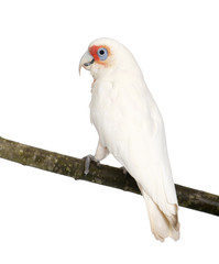 Long-billed Corella - Cacatua tenuirostris