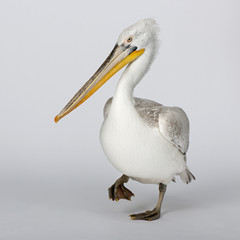 Dalmatian Pelican - Pelecanus crispus(18 months)