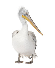 Obraz premium Dalmatian Pelican - Pelecanus crispus(18 months)