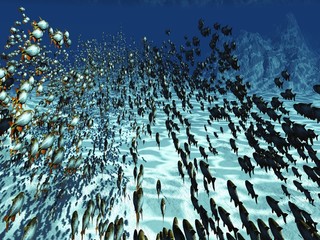 Fototapeta premium Tropical fish