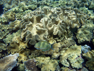 Striped surgeonfish and huge corals at the Great Barrier Reef