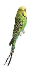 Budgerigar - Melopsittacus undulatus