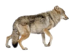 Papier Peint photo Loup vieux loup européen - Canis lupus lupus