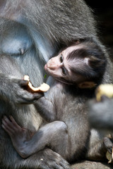 B&eacute;b&eacute; singe