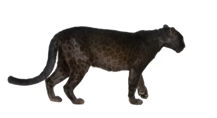 Gordijnen Black Leopard (6 years) © Eric Isselée