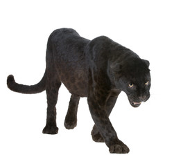 Zwarte Luipaard (6 jaar)