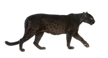Black Leopard (6 years) © Eric Isselée