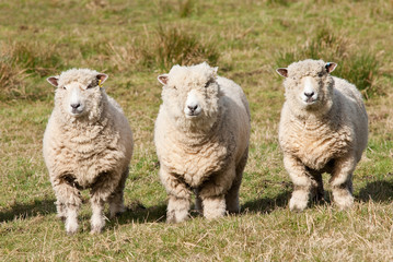 Obraz premium Ryedale sheep