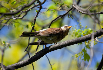 fieldfare on a branch