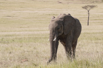 Fototapeta premium elephants in savannah