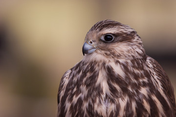 Jagdfalke