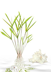 Bamboo Leaf Grass and Shell