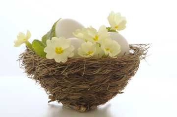 Nido con primule e uova