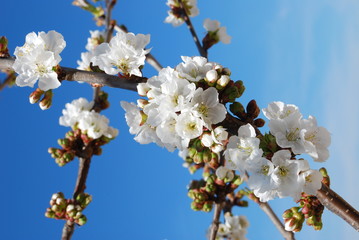 Cherry Flowers with Blue Sky