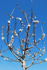 Cherry Tree (Vertical) with Blue Sky Background