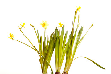 Fototapeta premium Yellow spring narcissus