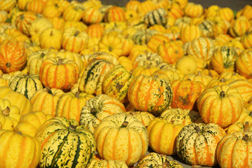 Zierkürbis - ornamental pumkin 08
