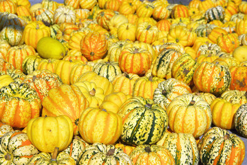 Zierkürbis - ornamental pumkin 09