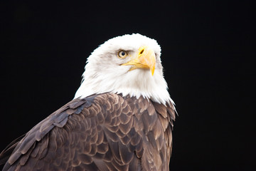Obraz premium Weisskopfseeadler, Haliaeetus leucocephalus