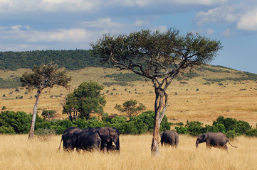 Fototapeta premium The African Bush Elephant (Loxodonta africana) at Masai Mara