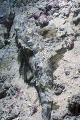 Crocodile-fish